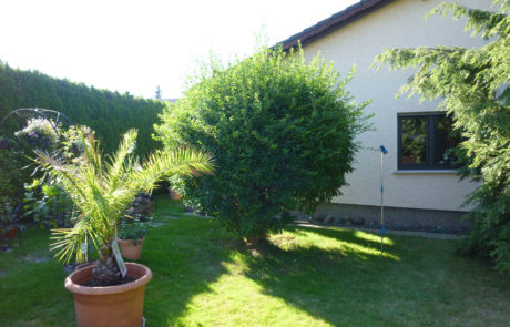 Garten Vorher 2