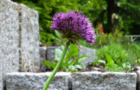 Neue Gartengestaltung Mit Hochbeet Und Rasensanierung