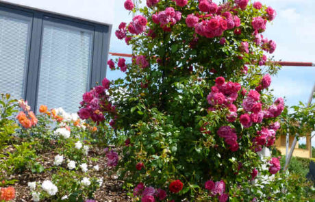 Rosen Im Rankobelisk