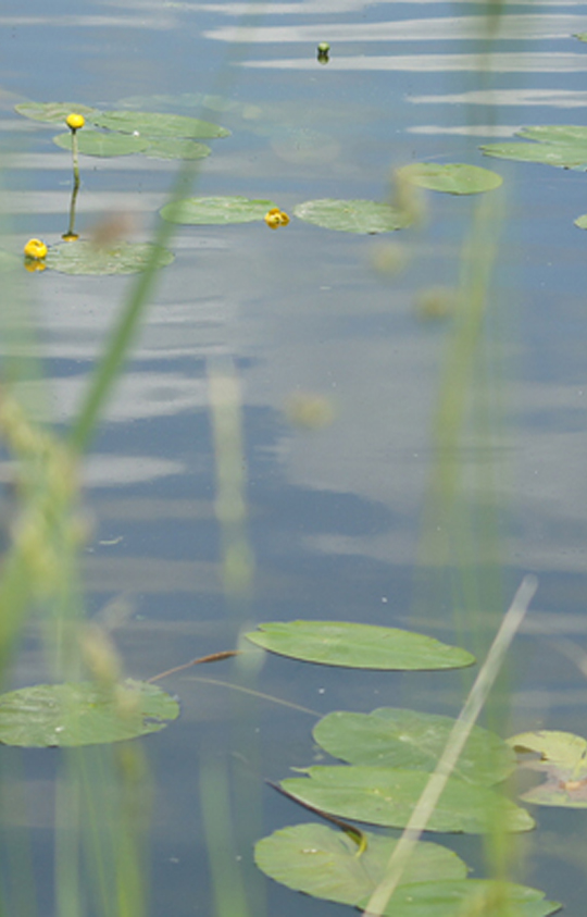 teichbau