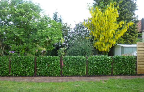 Zaun Und Hecke Als Gruene Gartenbegrenzung