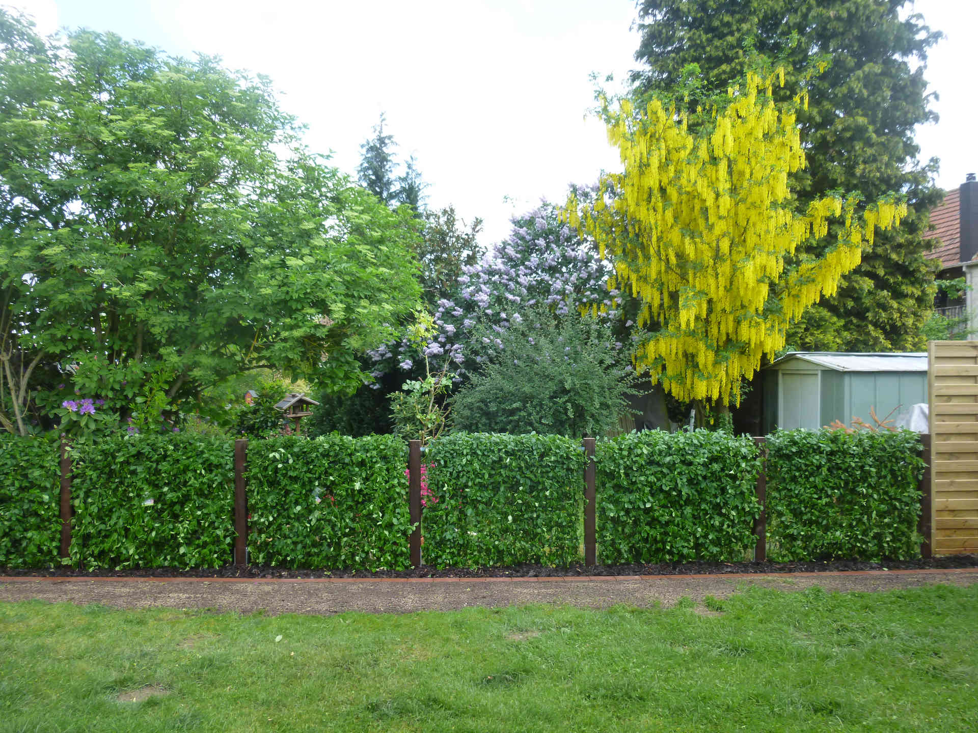 Zaun Und Hecke Als Gruene Gartenbegrenzung